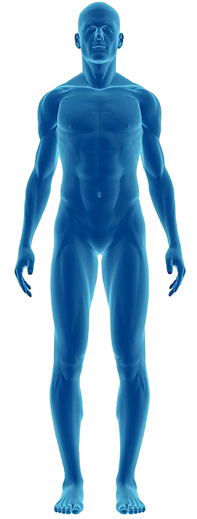 human body 3d model